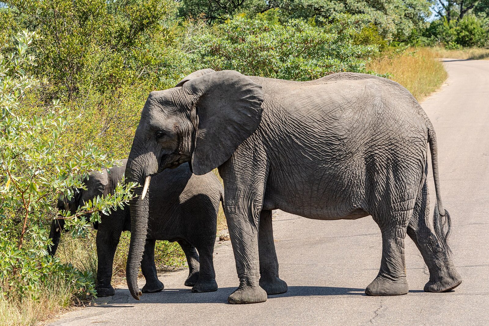 Elephant and calf on a road in the Kruger National Park