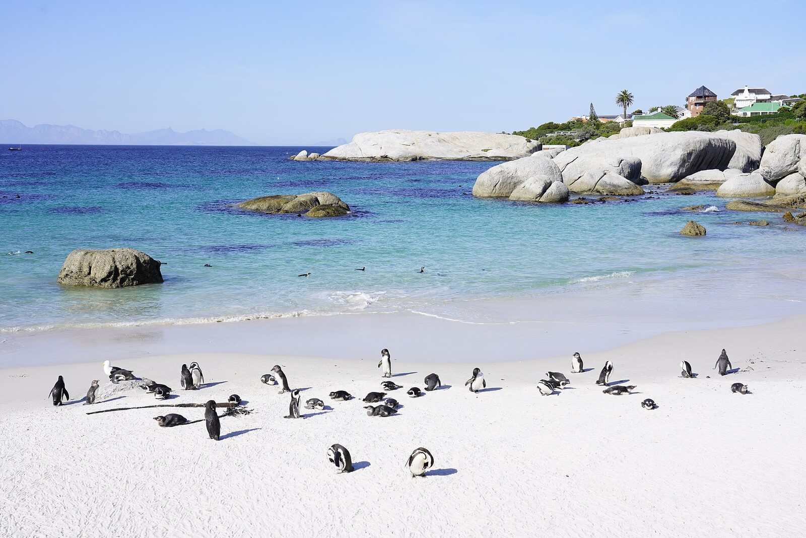 African penguins on the white sand of Boulders Beach, Simon's Town
