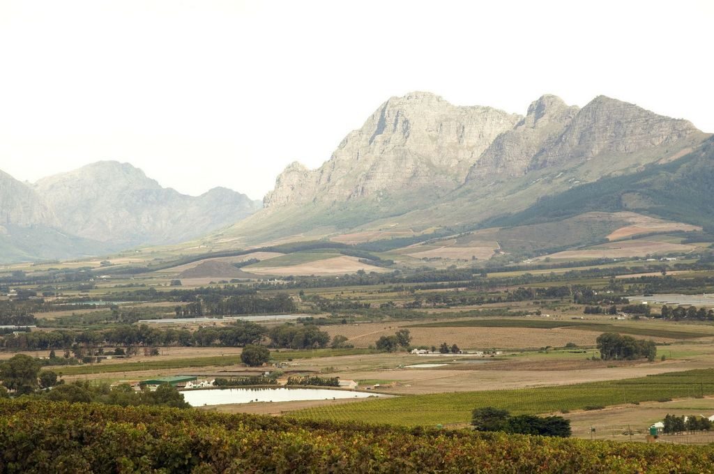Vineyards below mountains in the Cape Winelands